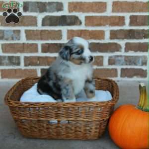 Bathsheba, Miniature Australian Shepherd Puppy